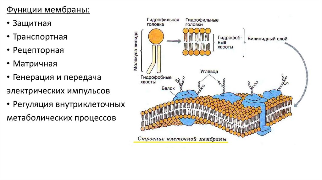 Основой мембран клеток. Билипидный слой в строении плазматической мембраны. Мембрана клетки билипидный слой. Фосфатидилхолин в клеточных мембранах. Строение мембраны клетки билипидный слой.