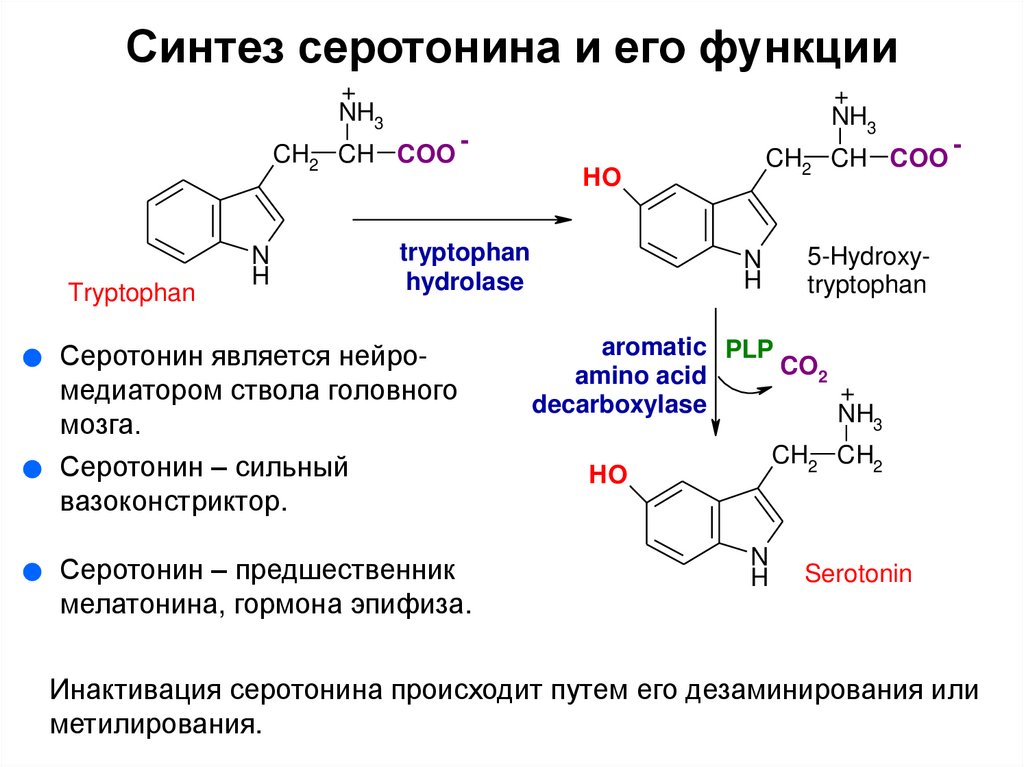 Синтез мелатонина. Серотонин БХ. Серотонин функции. Серотонин БХ роль.