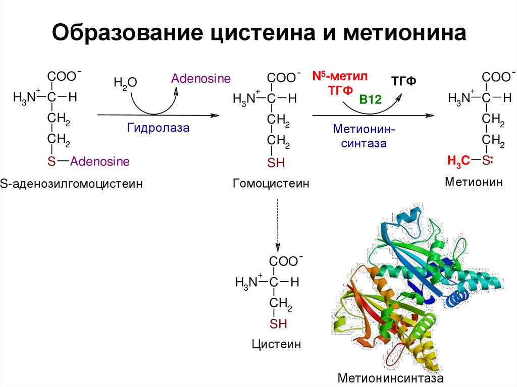 Гомоцистеин биохимия. Реакция образования цистеина из метионина. Реакции синтеза цистеина из метионина. Синтез цистеина из метионина. Гомоцистеин в метионин реакция.