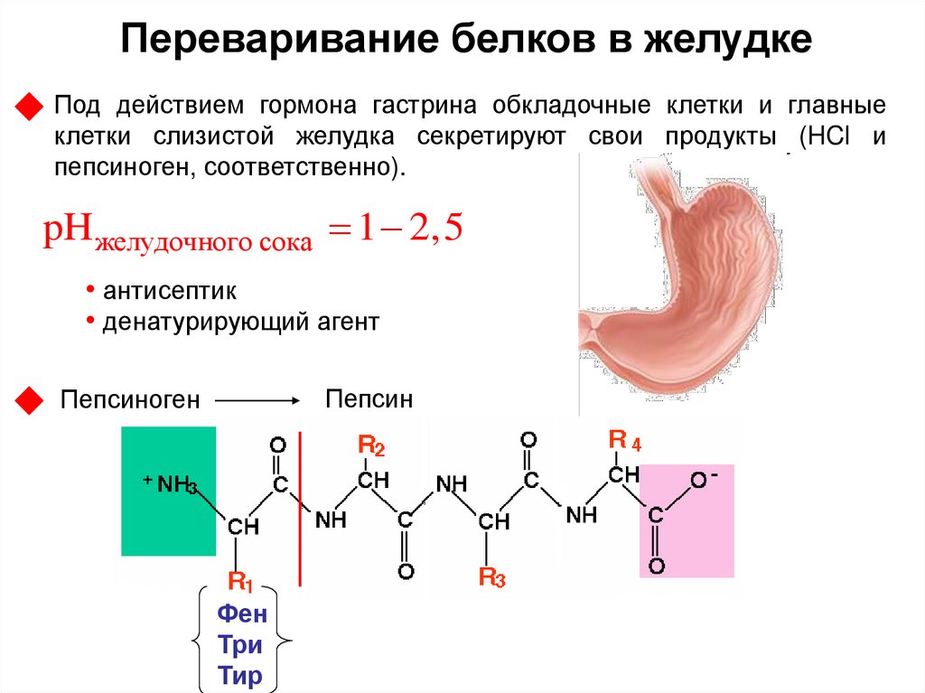 Белок в желудке. Переваривание белков в желудке. Переваривпние белка в желудке.