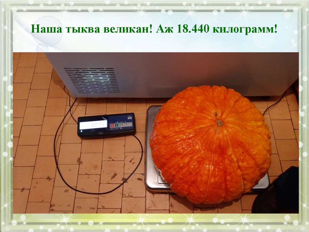 Наша тыква великан! Аж 18.440 килограмм!