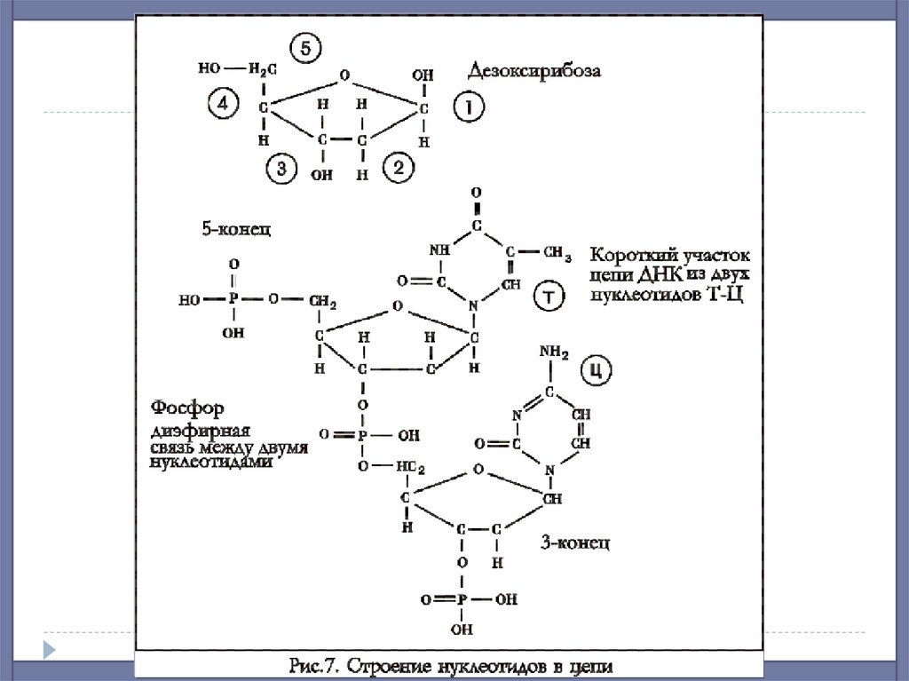 Днк 5. Фосфодиэфирные связи в ДНК. Строение нуклеотида ДНК С 5 штрих. Схема взаимодействия нуклеотидов. Фосфодиэфирные связи между нуклеотидами.