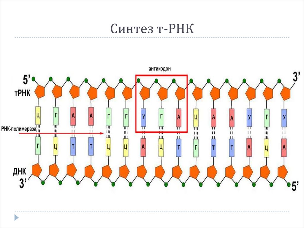 Днк рнк егэ. Антипараллельность РНК. Антипараллельность ДНК. Синтез т РНК. Антипараллельность цепей ДНК.