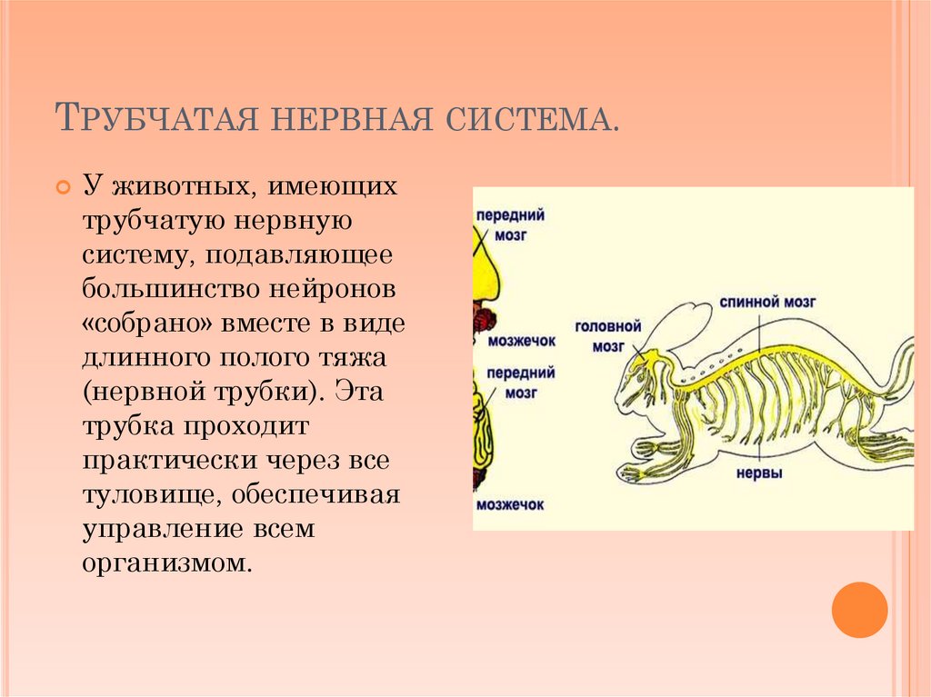Какую длину имеют животные. Трубчатая нервная система. Типы нервной системы у животных.