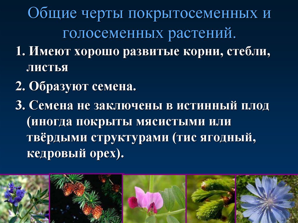 Общие черты покрытосеменных и голосеменных растений.