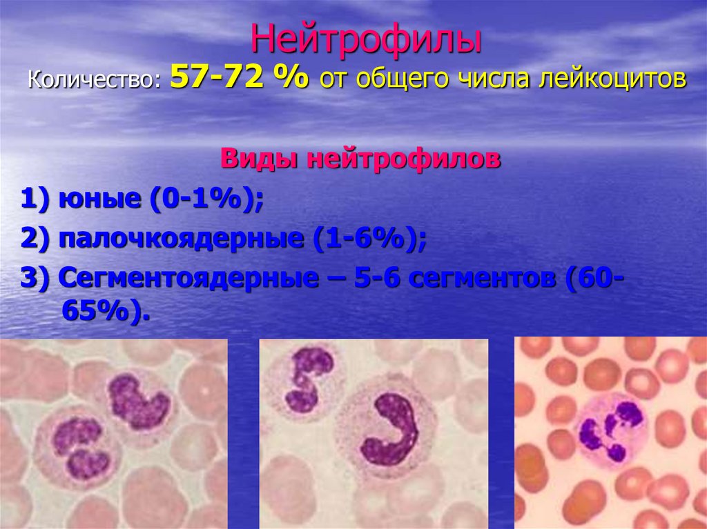 Палочкоядерных 3