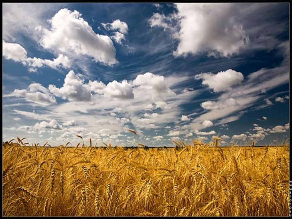 Поле ячменя. Нива поле. Пшеница в полный рост фото. Ears of wheat in the wind. Field move.