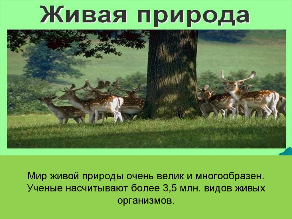 Рост живой природы. Презентация на тему живой мир 6 класс. Притчи о царствах живой природы природы. Класс живой природы Сечь.