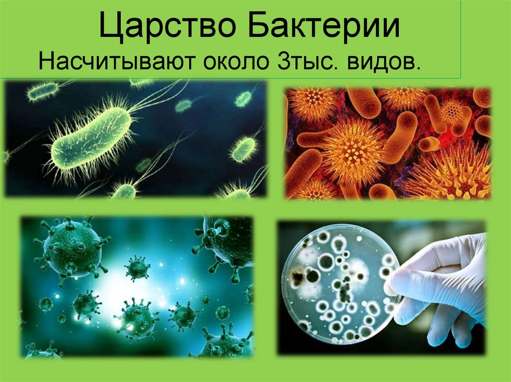 Урок биологии бактерии. Царство бактерий 3 класс. Царство бактерий 3 класс окружающий мир. Биология царство бактерий. Царства живой природы бактерии.