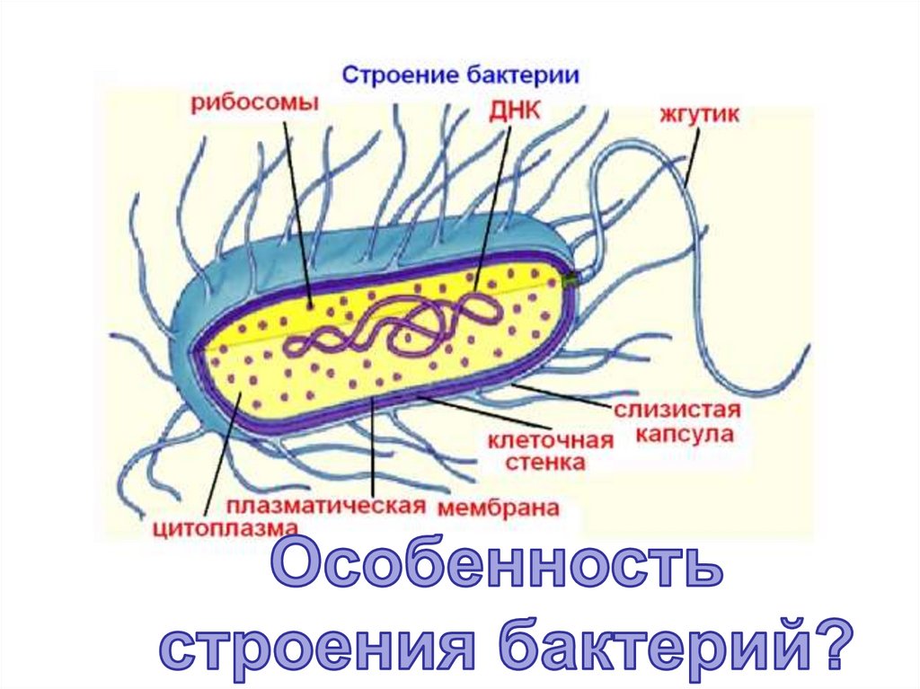 Бактериальная клетка окружена плотной