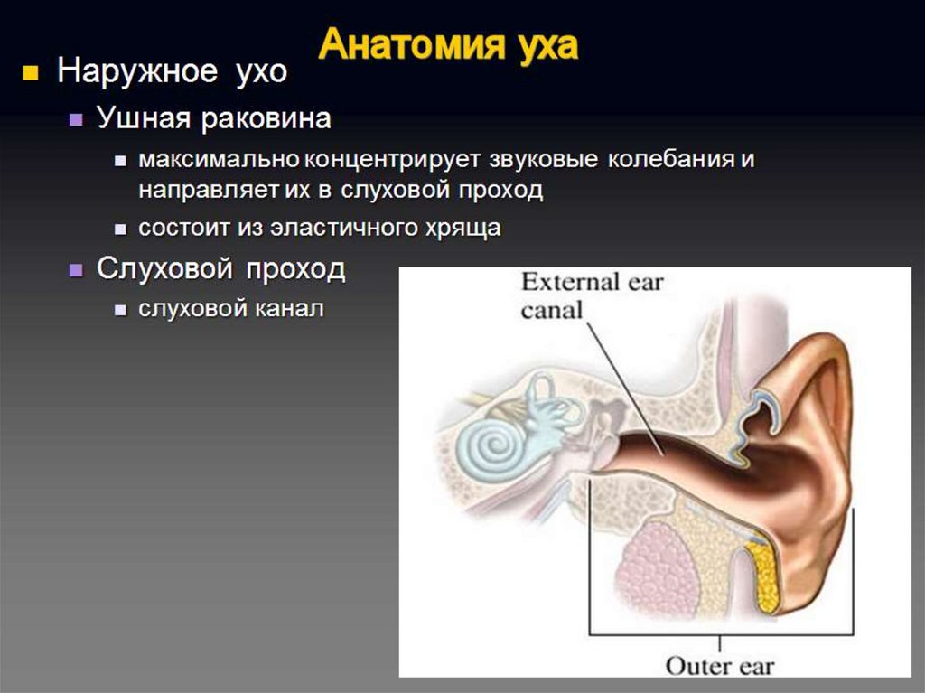 Воздух заполняет наружное ухо. Анатомиянаружнего уха. Клиническая анатомия наружного уха. Клиническая анатомия и физиология наружного уха.