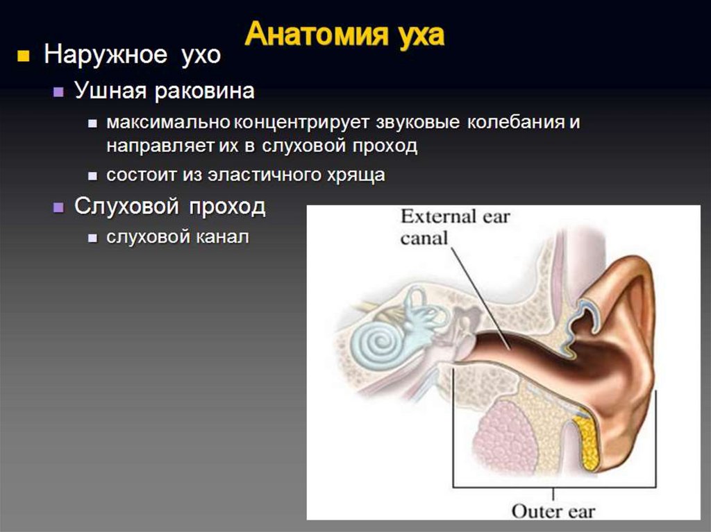 Клиническая анатомия уха