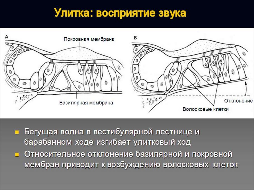 На рисунке приведены частоты воспринимаемые органами слуха некоторых животных