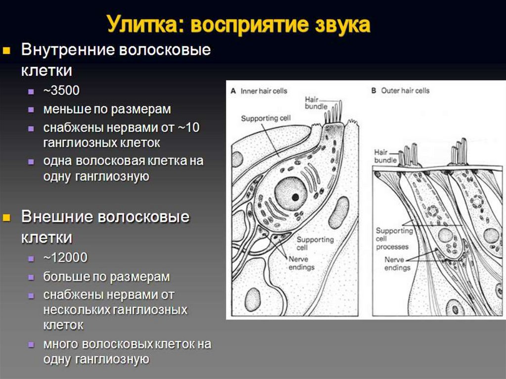 Волосковые клетки в ухе. Волосковые клетки улитки. Внутренние волосковые клетки. Волосковые клетки уха. Клетки воспринимающие звук.