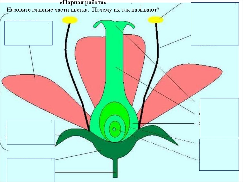 Внутри цветов как называется