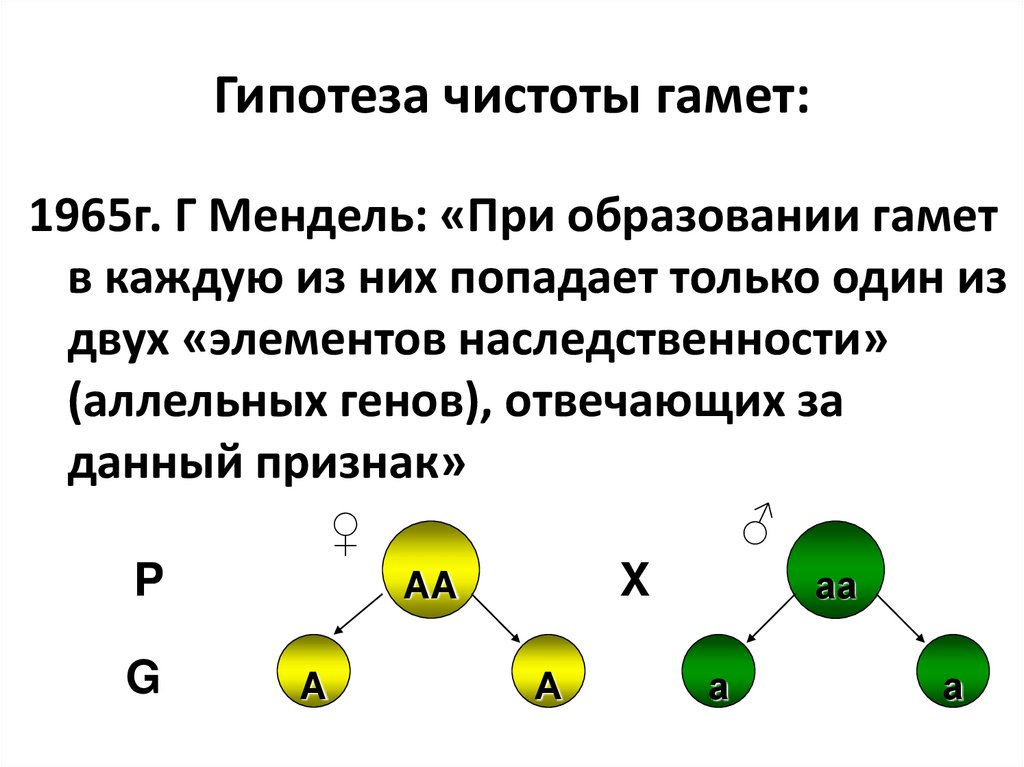 Закон чистоты гамет менделя