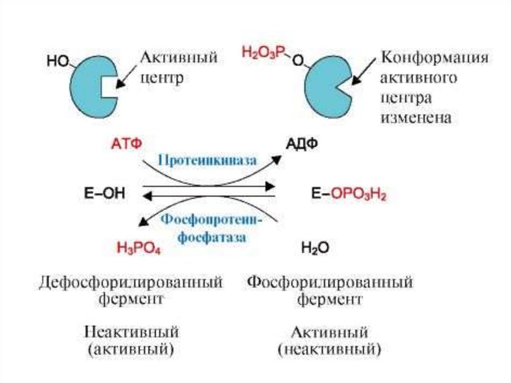 Регуляция активности ферментов ковалентная модификация. Регуляция ферментов путем фосфорилирования и дефосфорилирования. Фосфорилирование ферментов механизм. Фосфорилирование белков схема реакции. Схема реакции фосфорилирования фермента.