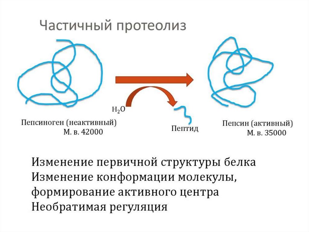 Схему активации пепсиногена