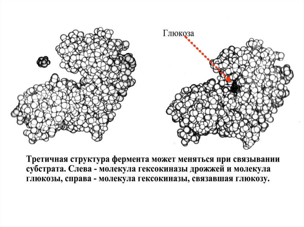 Фибриллярный структурная амилаза б ферментативная. Третичная структура фермента. Первичная структура фермента. Строение фермент первичная структура. Ферменты это третичная структура белка.