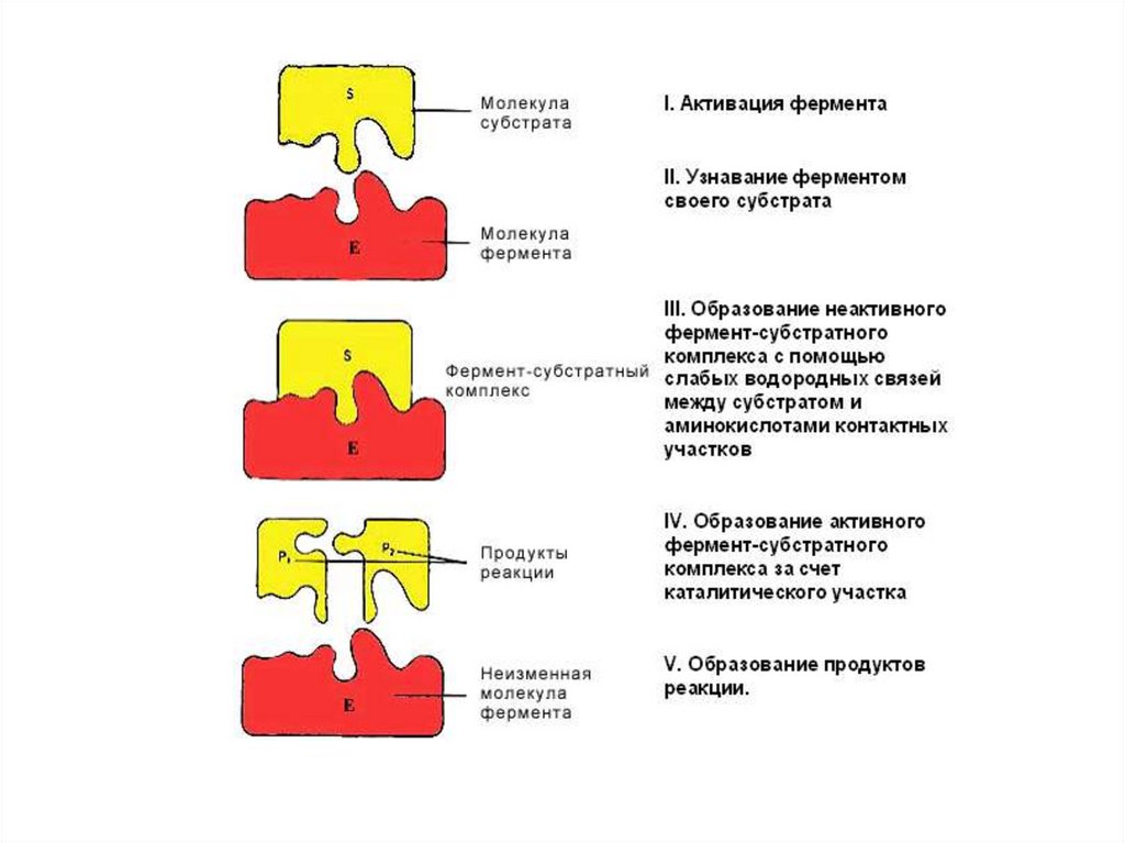 Молекула фермента. Общая схема работы фермента с субстратом. Образование комплекса фермент субстрат. Фермент субстратный комплекс и механизм их образования. Схему образования фермент-субстратного комплекса.