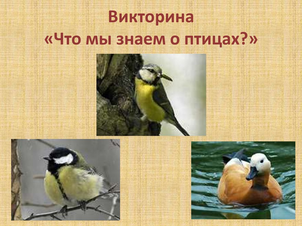 Классный час день птиц 1 класс. День птиц. Международный день птиц. Международный день Пти. Слайд день птиц.