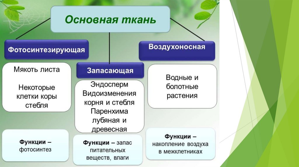 Презентация на тему растительные ткани