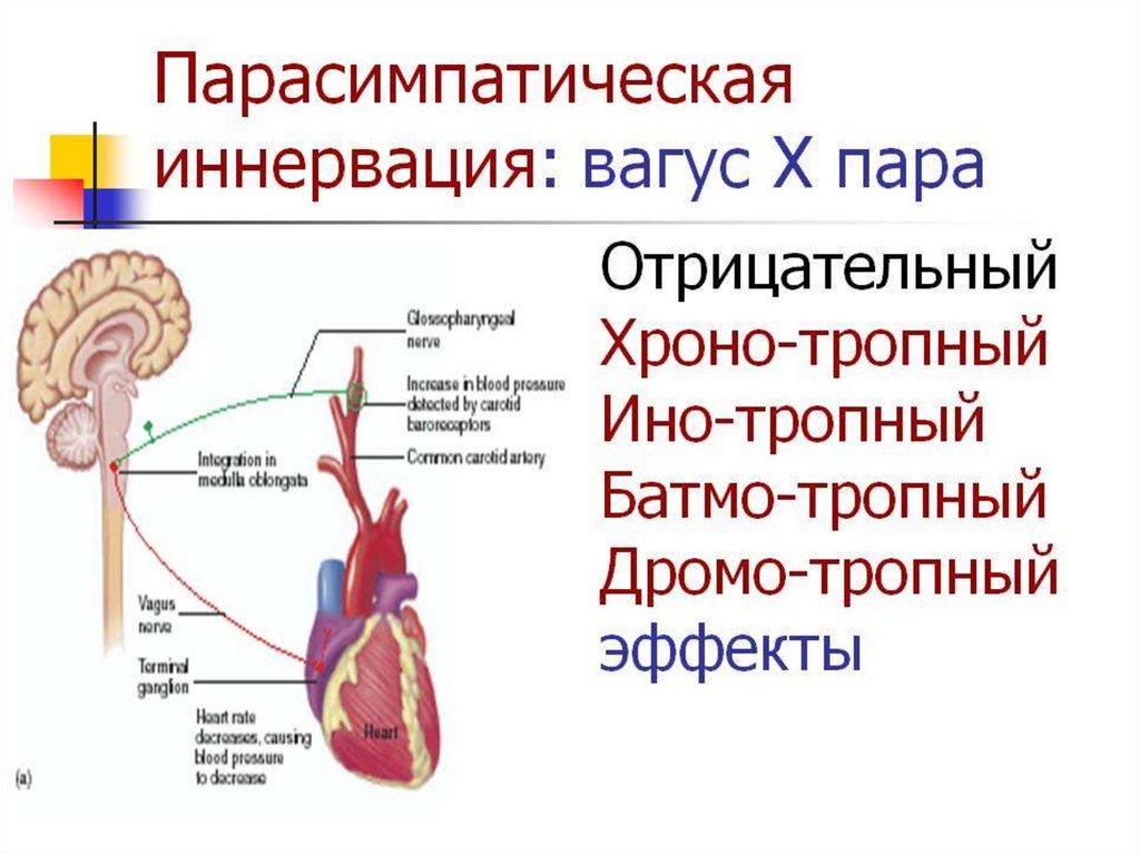 Блуждающий нерв эффекты. Парасимпатическая иннервация сердца физиология. Влияние парасимпатических нервов на деятельность сердца. Эффекты парасимпатической иннервации сердца. Влияние вагуса.