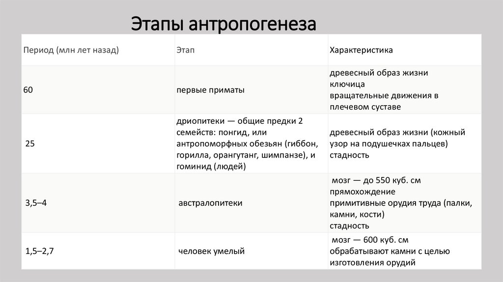 Антропогенез этапы развития человека