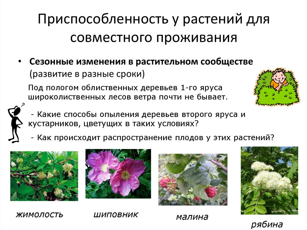 Биология 7 класс тема структура растительного сообщества