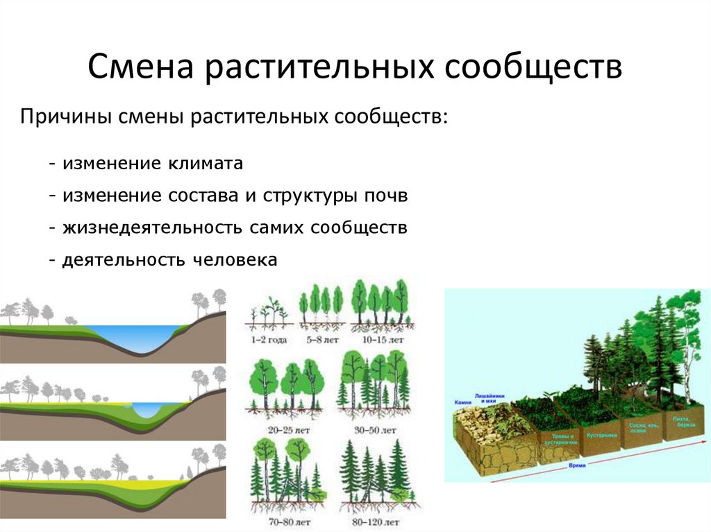 Смена природных сообществ презентация