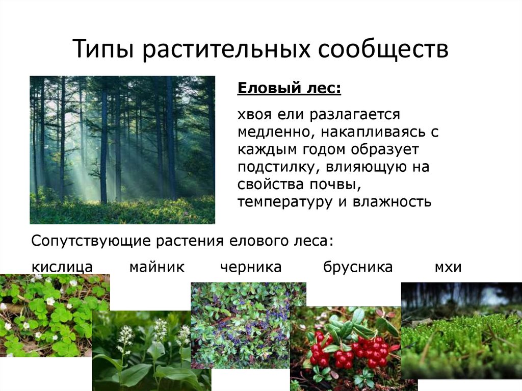 Растительные сообщества 8 класс