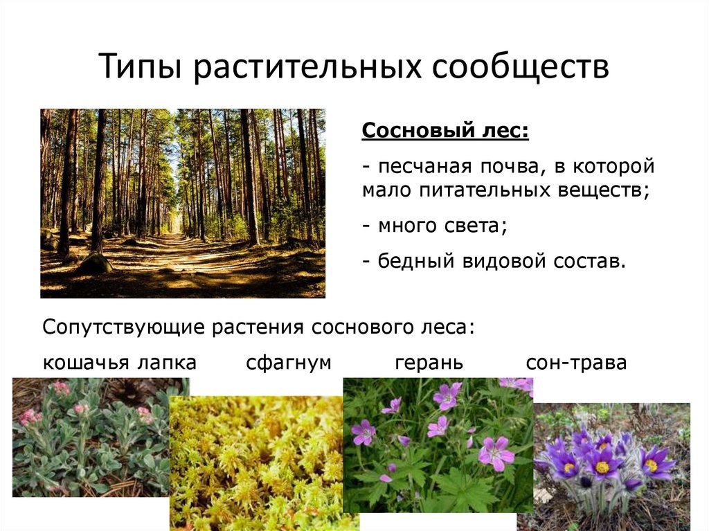 Какие растительные сообщества вы знаете биология 7