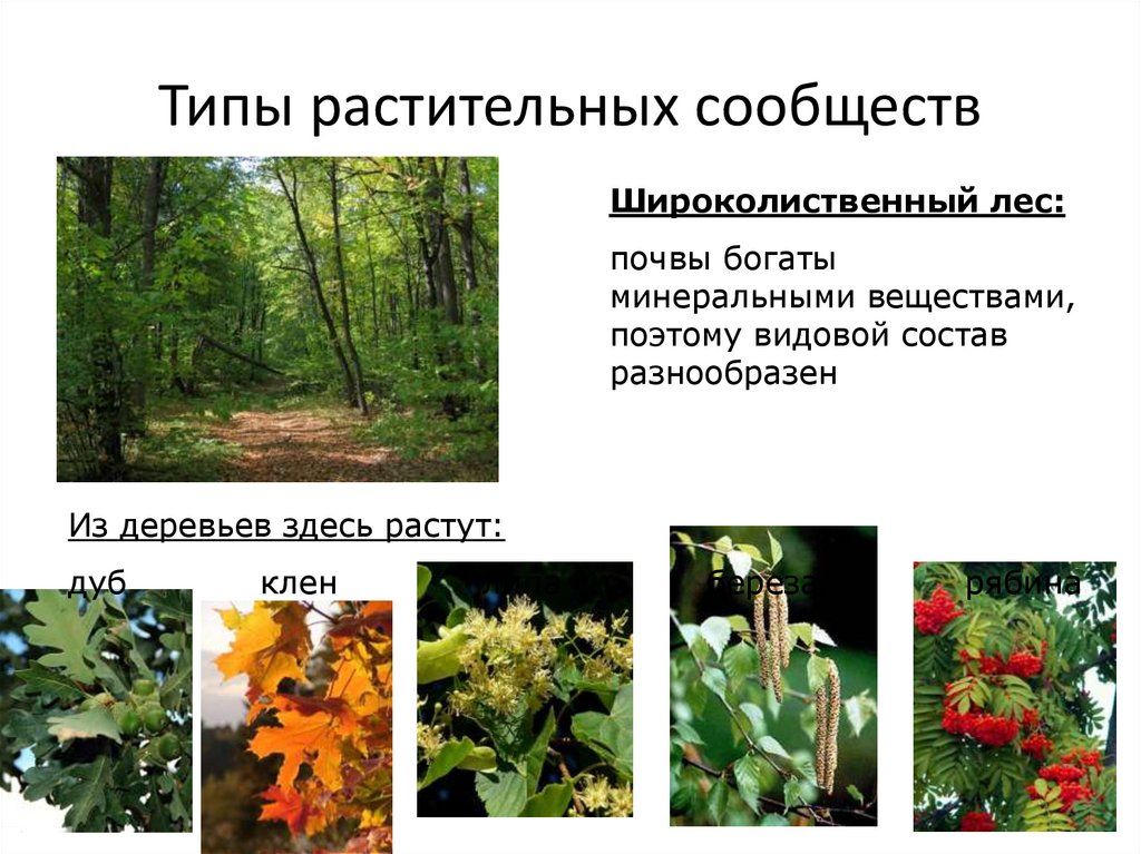 Урок биологии 7 класс растительные сообщества презентация