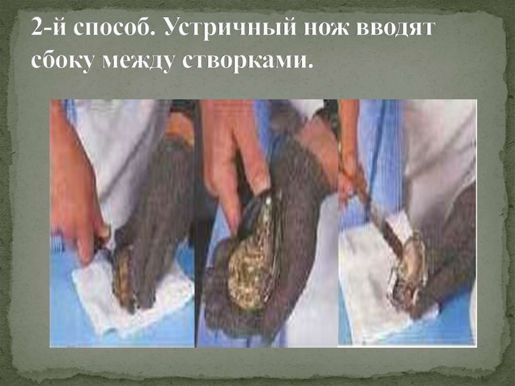 2-й способ. Устричный нож вводят сбоку между створками.