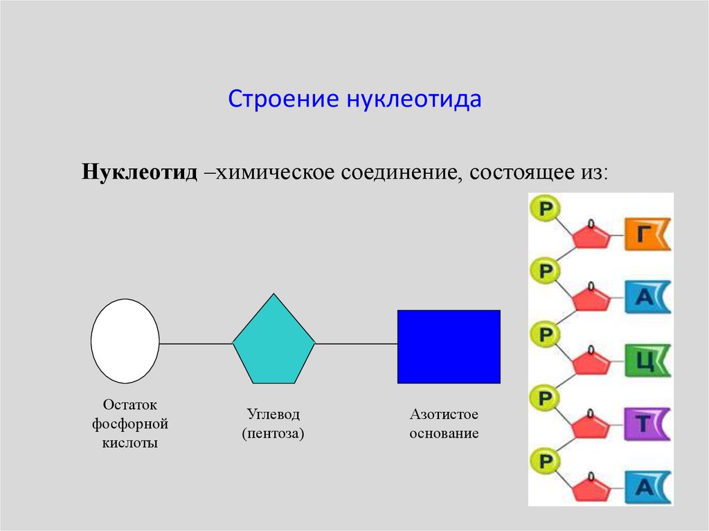 Длина нуклеотида в днк