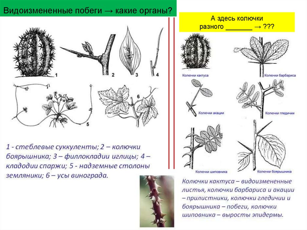 Органы гомологичные усики гороха