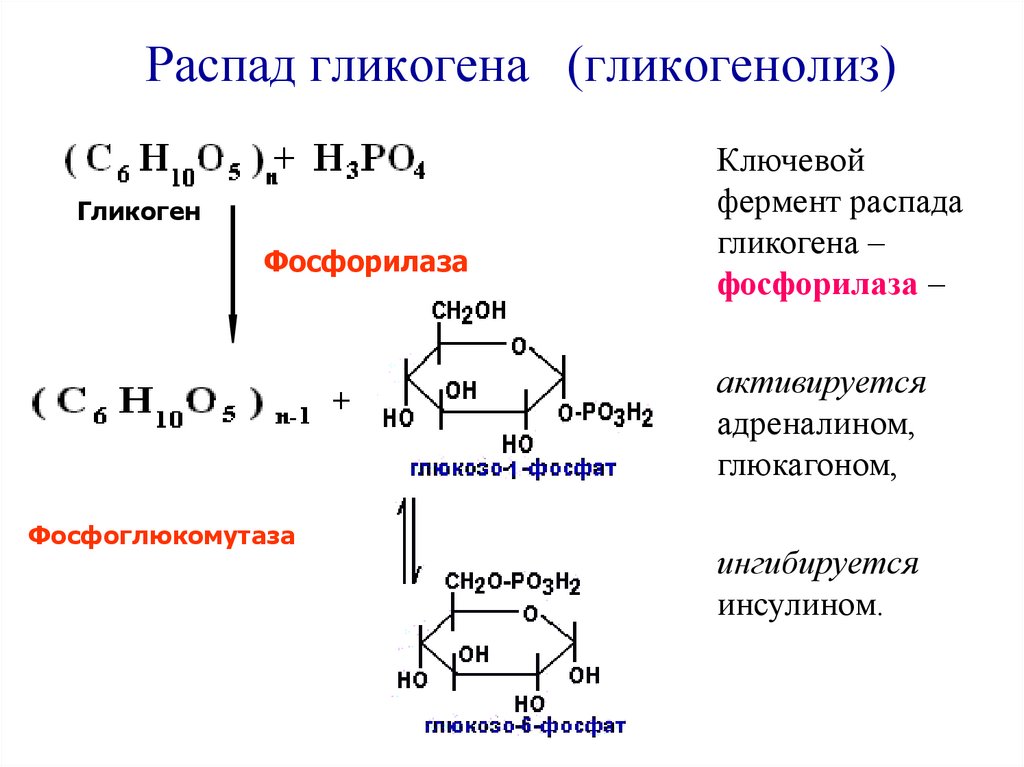 Стимулирует синтез гликогена в печени. Распад гликогена (гликогенолиз). Распад гликогена схема формулы. Схема гликогенолиза биохимия. Распад гликогена формулы реакции.
