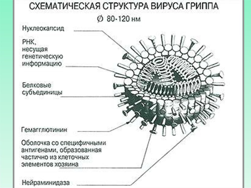 Химический состав вирусов. Дайте характеристику вирусам. Характеристика вируса SV 40. Мишени в цикле репродукции вирусов.
