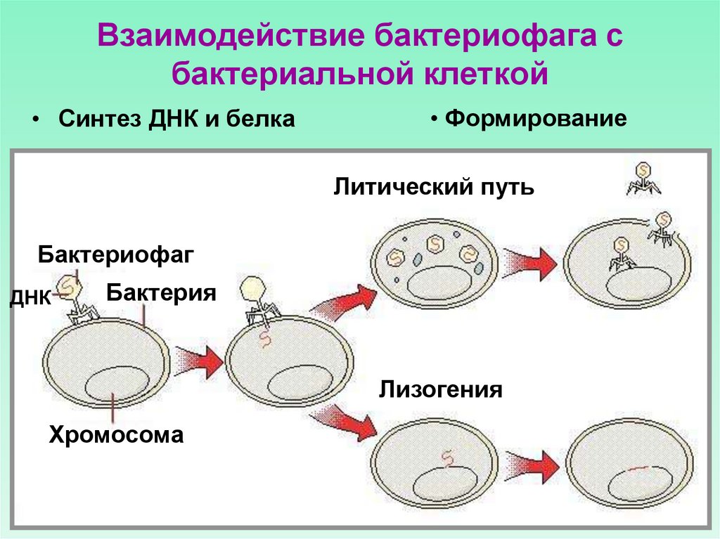 Взаимодействие бактериофага с бактериальной клеткой