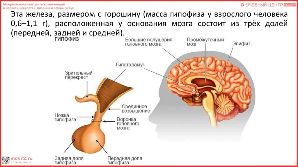 Внутренняя секреция гипофиза. Структура головного мозга гипофиз.