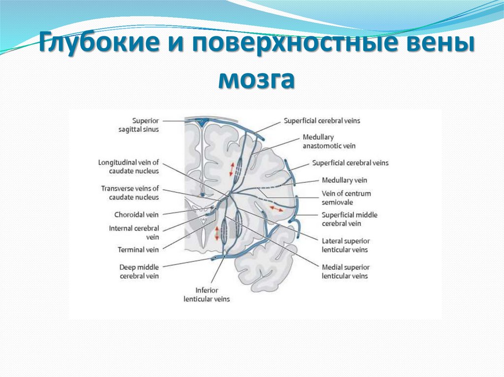 Большая внутренняя вена. Анастомозы внутри и внечерепных вен. Внечерепные притоки. Внечерепные притоки внутренней яремной вены.