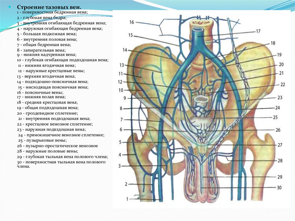 Венозные сплетения малого таза у женщин