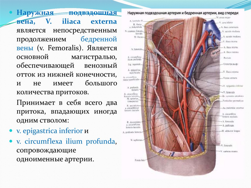 Верхняя пола вена