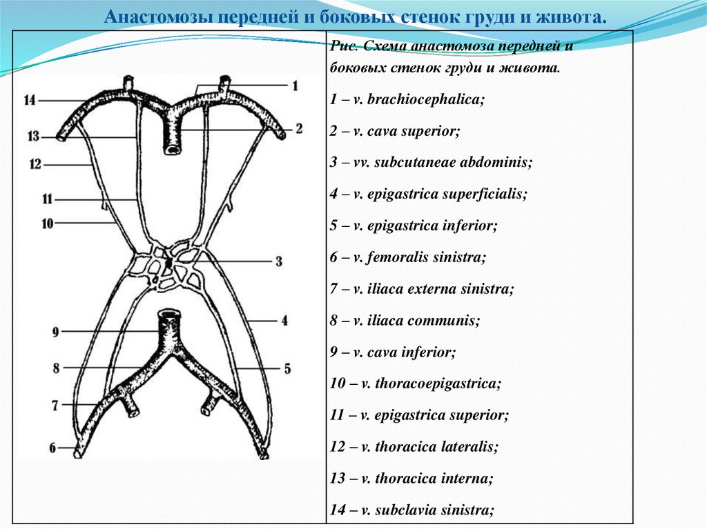 Кавакавальные анастомозы схема