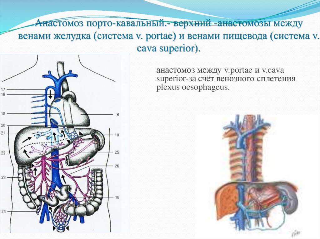 Венозные анастомозы рисунок