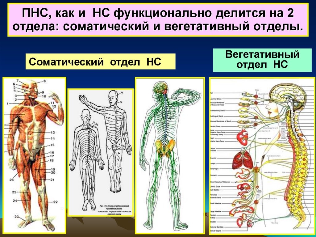 Функциональная анатомия периферической нервной системы презентация