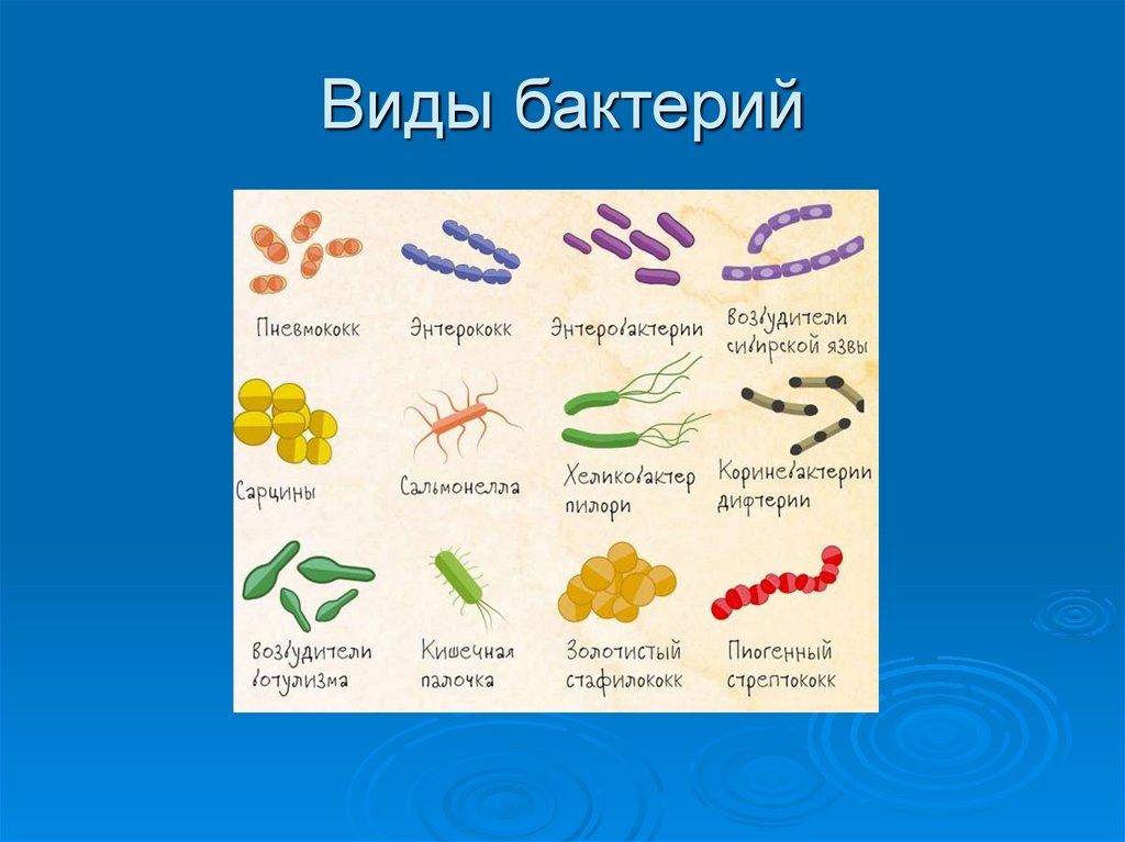 Виды бактерий. Виды бактерий 7 класс биология
