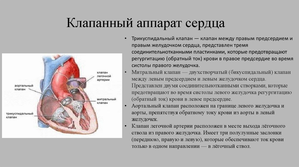 Выстилает полые органы