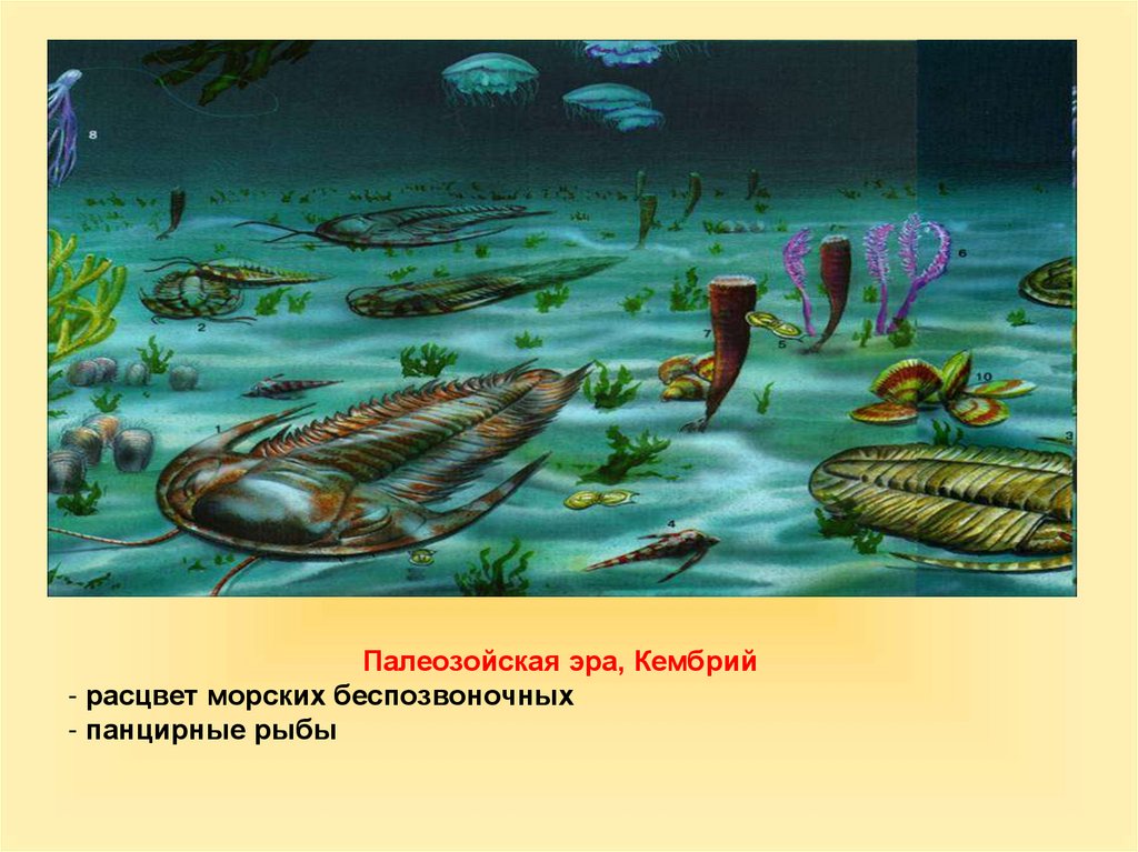 Палеозой период кембрий. Эра палеозой период Кембрийский. Кембрийский период палеозойской эры. Протерозойская Эра Кембрий. Палеозойская Эра Кембрийский период климат.