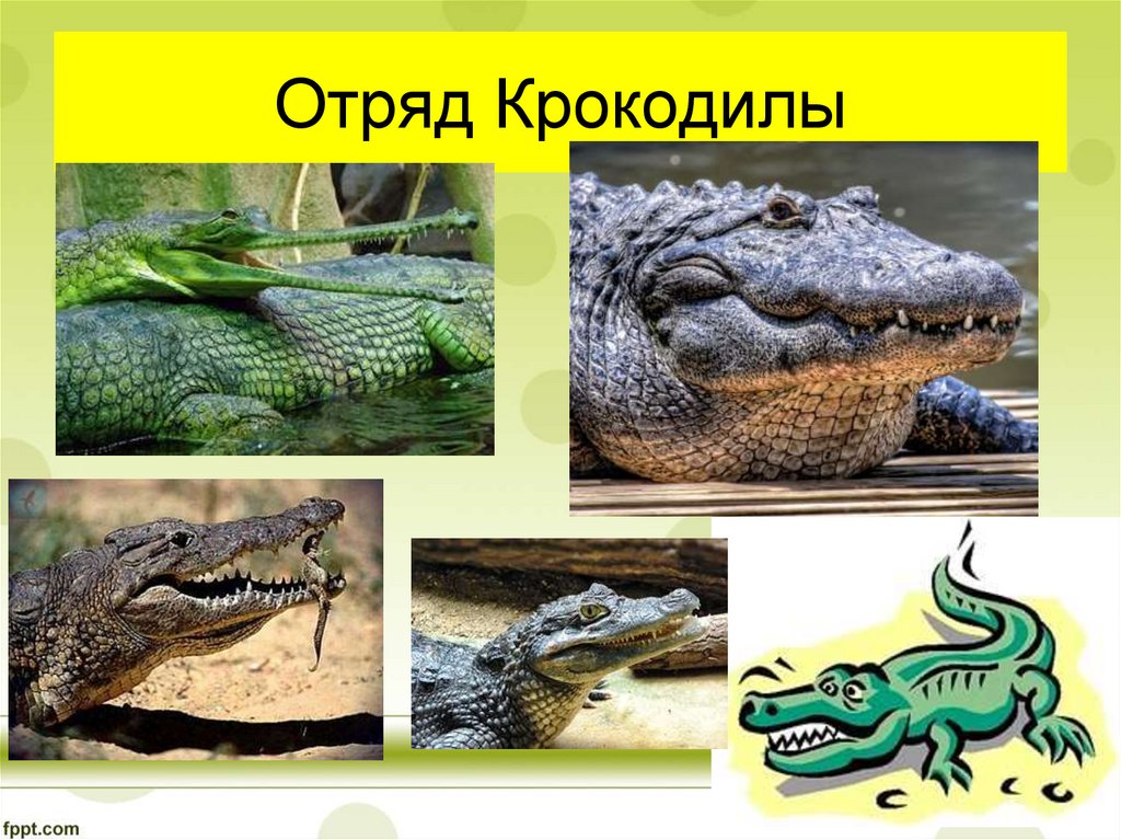 Пресмыкающиеся словосочетание. Пресмыкающиеся отряд крокодилы. Класс пресмыкающиеся отряд крокодилы. Крокодилы презентация. Крокодил биология.